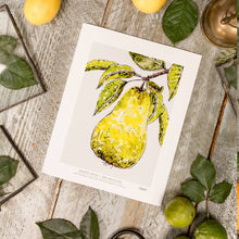 Load image into Gallery viewer, Golden Pear 10 x 12" Fine Art Print