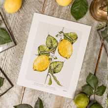 Load image into Gallery viewer, Meyer Lemons 10 x 12" Fine Art Print