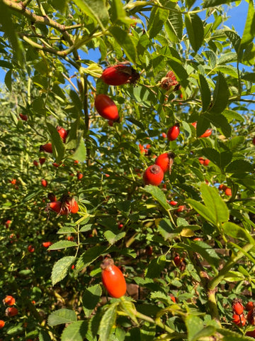 rosehips-vitamin-a-retinol