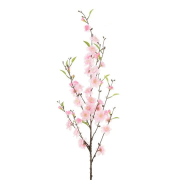 Cherry Blossom