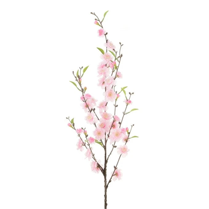 Cherry Blossom