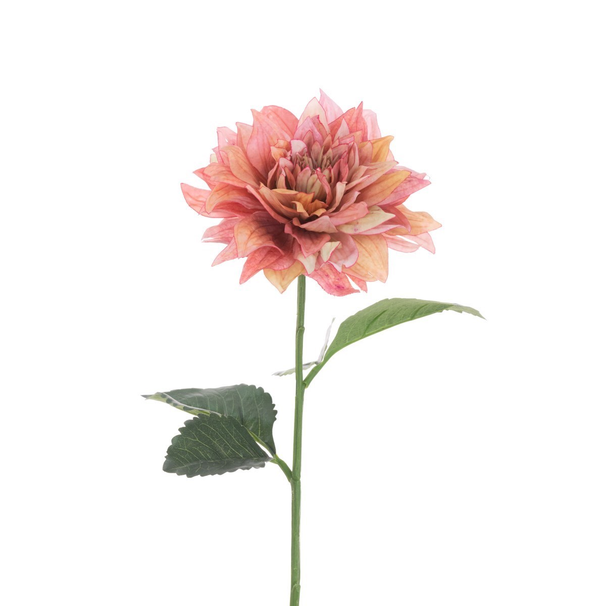 Juliet Dahlia