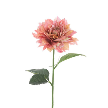 Juliet Dahlia