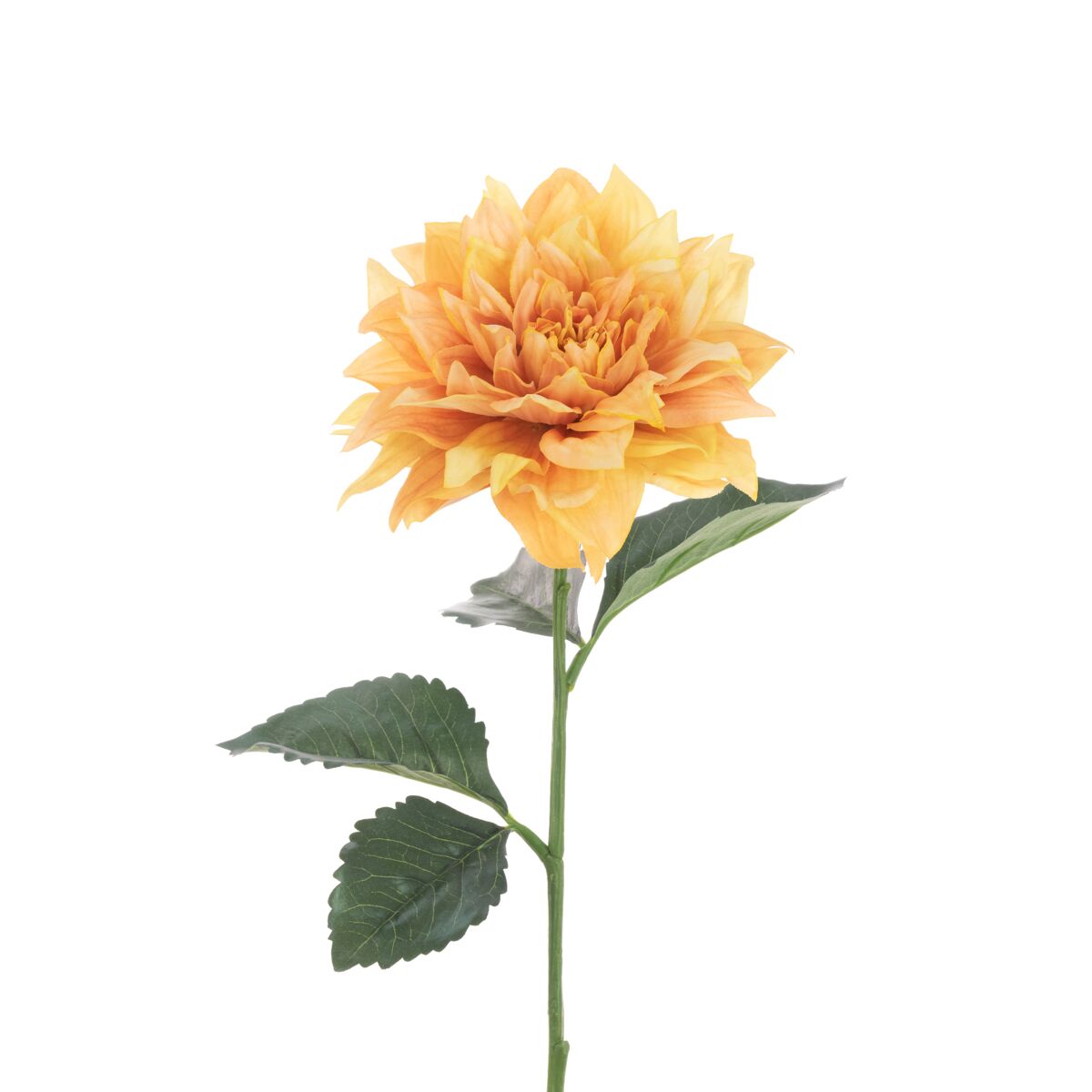 Juliet Dahlia