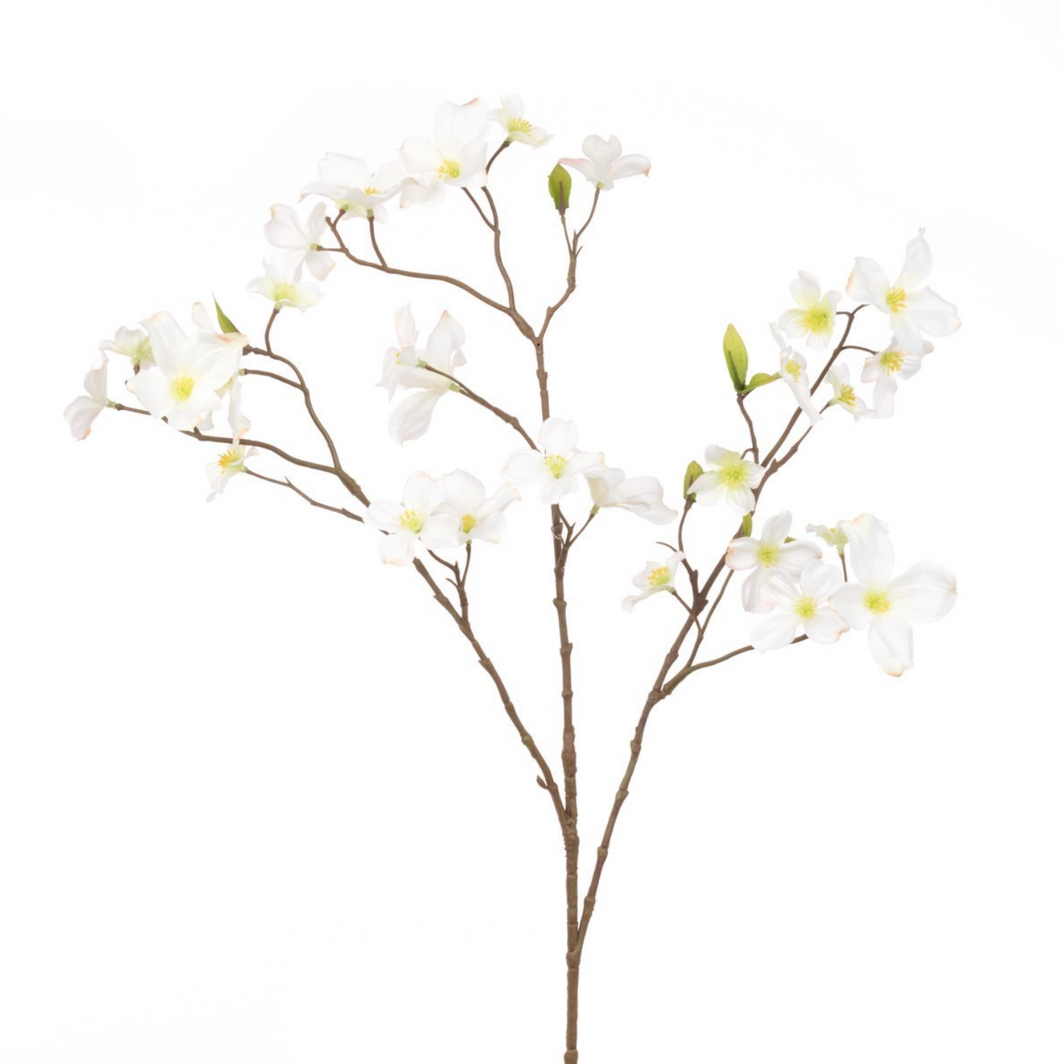 DOGWOOD 120Cm