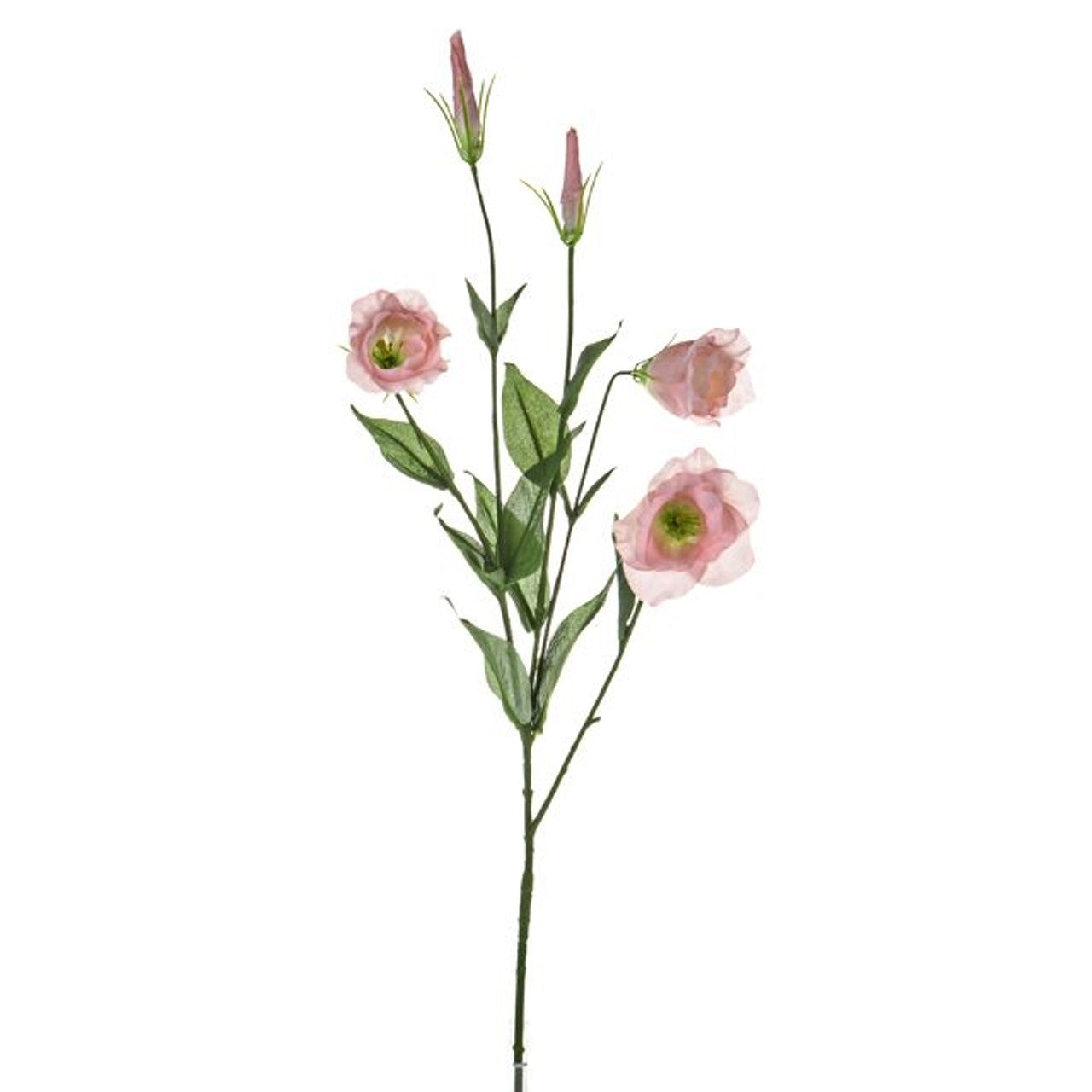 Lisianthus Spray