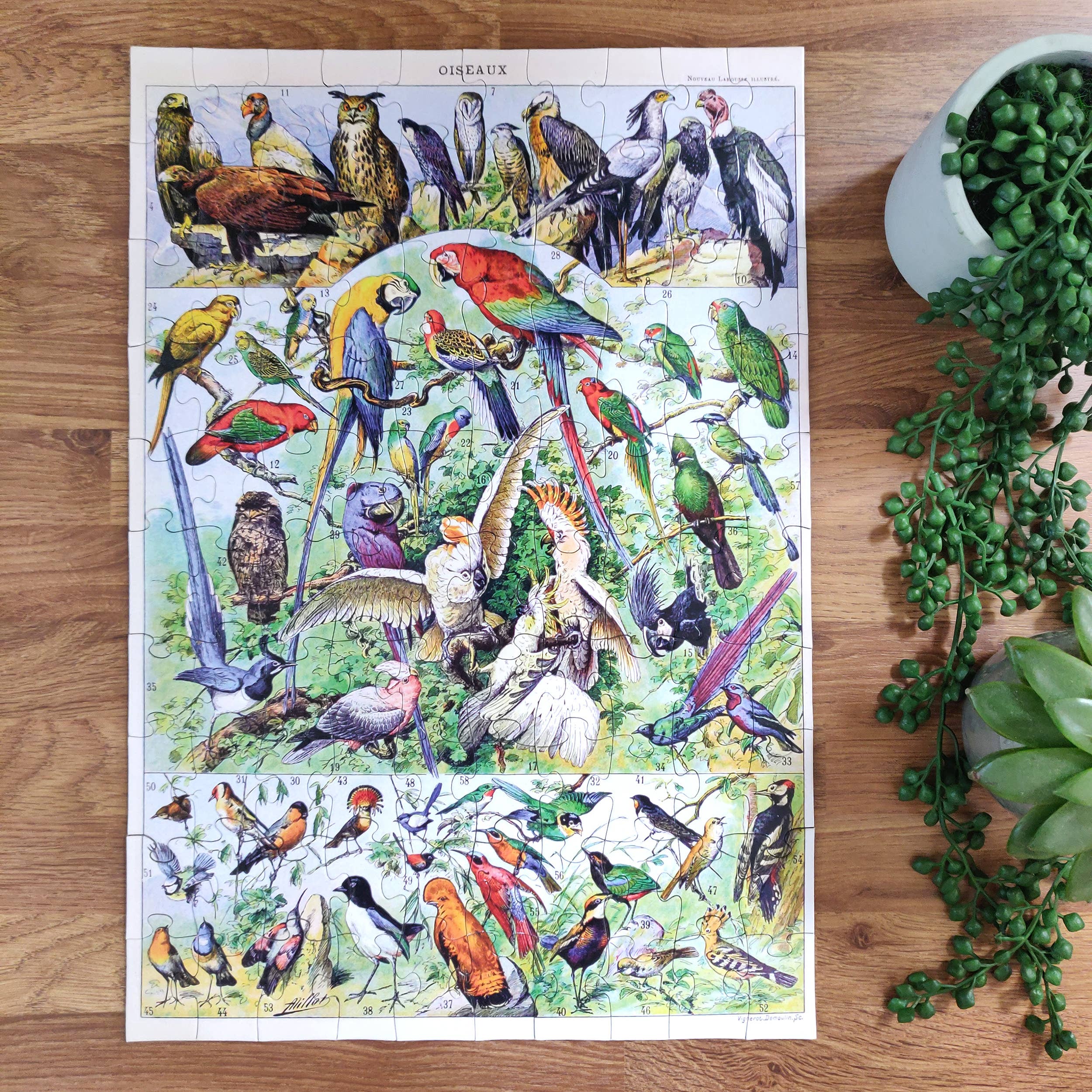 100 Piece Jigsaw - Tropical Birds