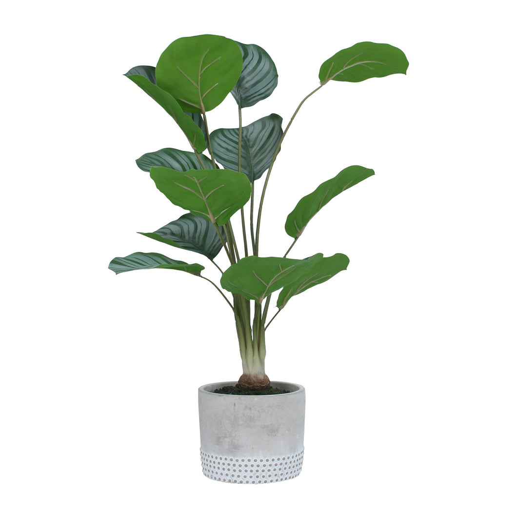 Potted Plant - Faux Arrow Root