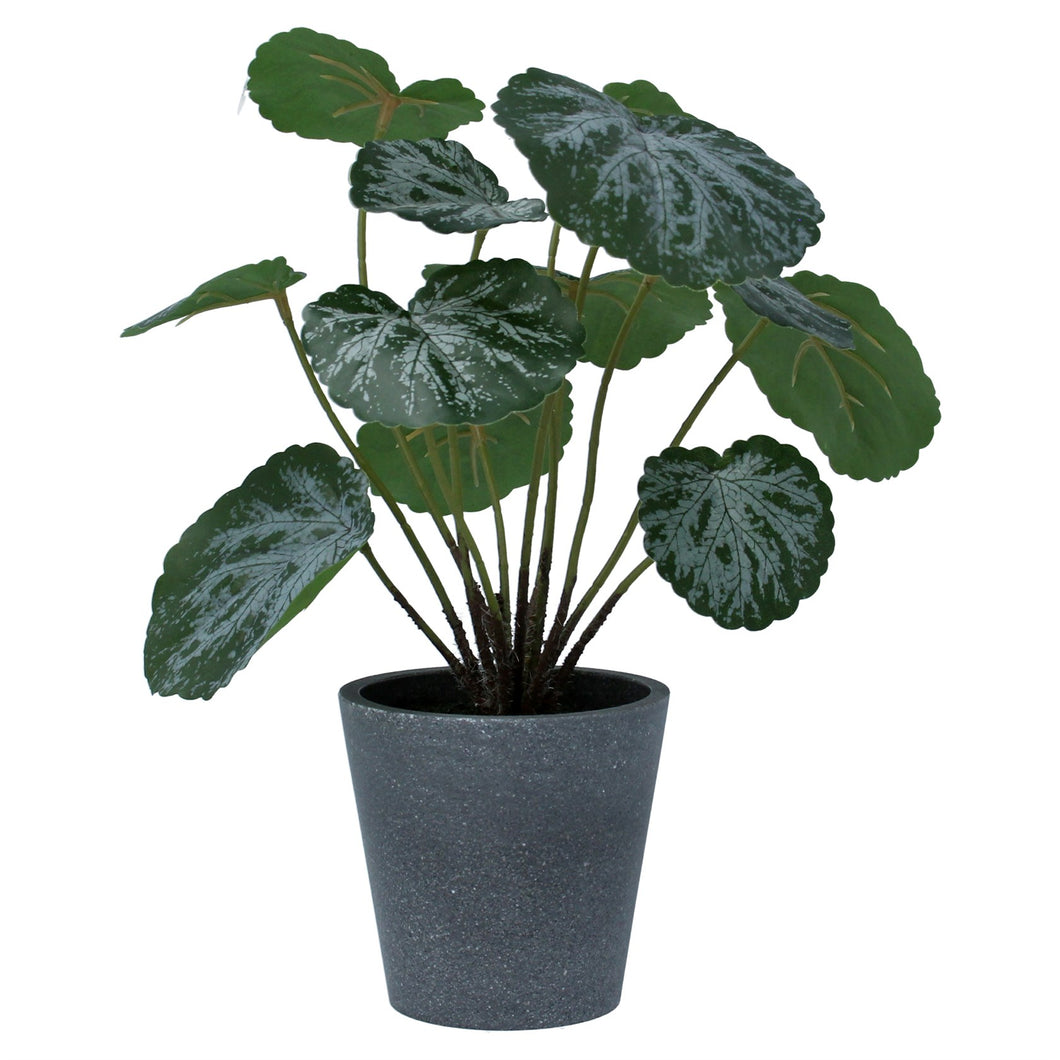 Potted Plant - Faux Saxifraga
