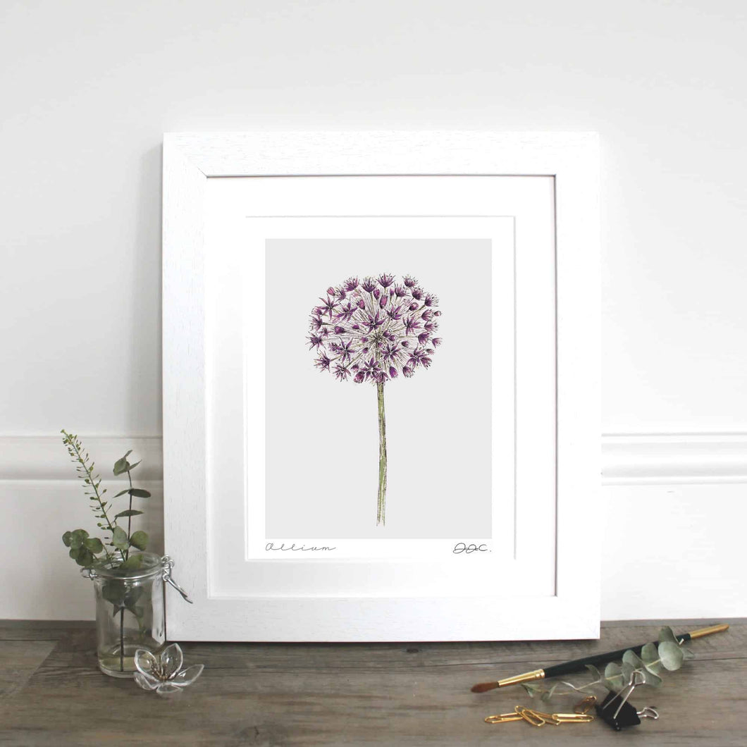 Allium Mounted Fine Art Print
