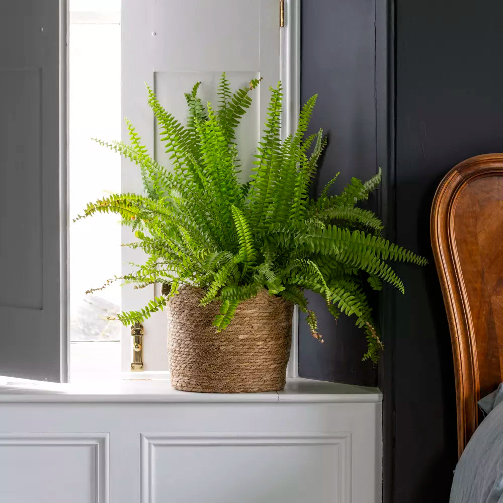 Seagrass Basket Planter Frill Edge Large
