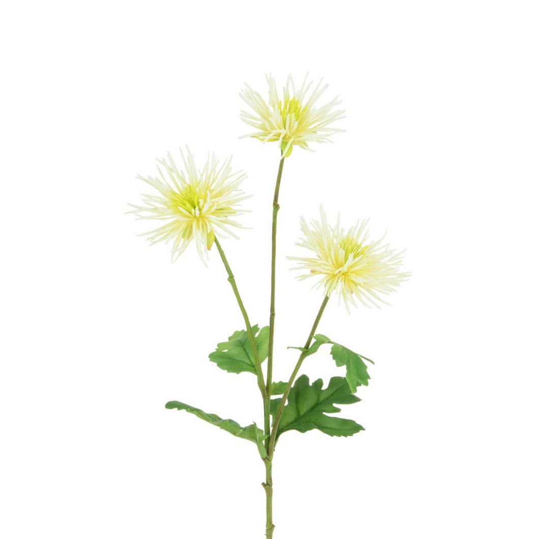 Silk Spider Chrysanthemum