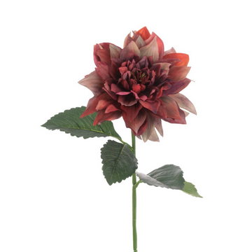Shaded Dahlia