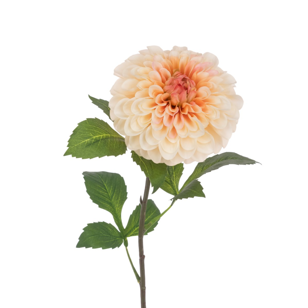 POM POM DAHLIA STEM 74CM