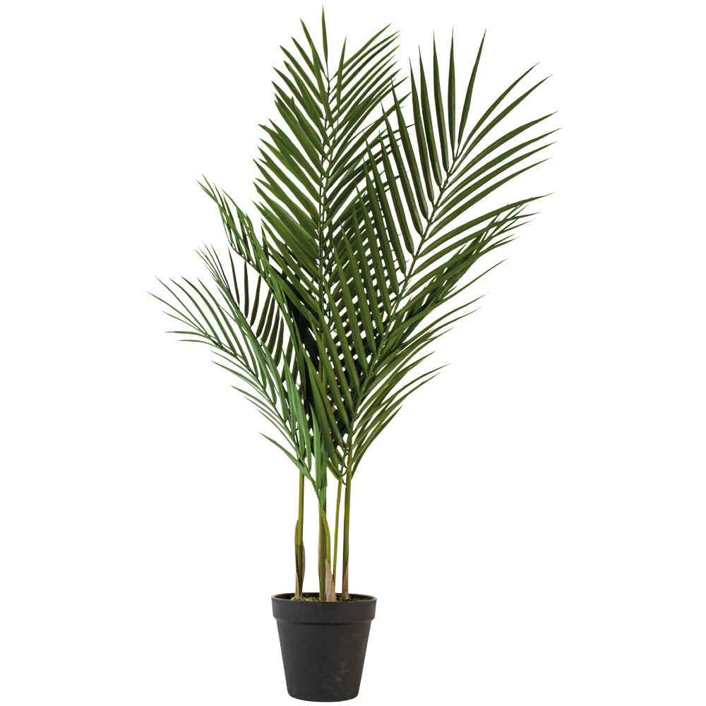 parlor palm uk Parlour Palm in Pot – Little Gems Interiors