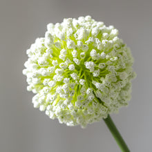 Load image into Gallery viewer, Single Allium Spray
