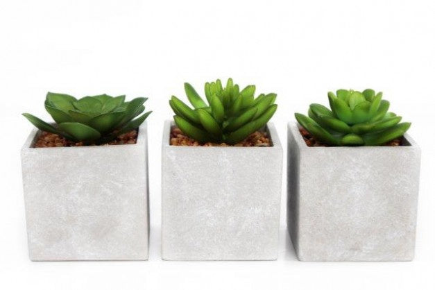 Succulent Plants in concrete pot