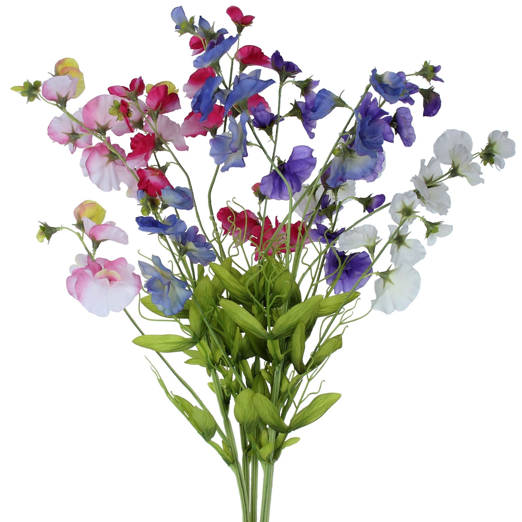 Sweet Pea Stem