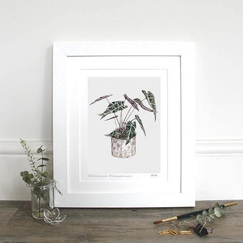 Alocasia Amazonica fine art print